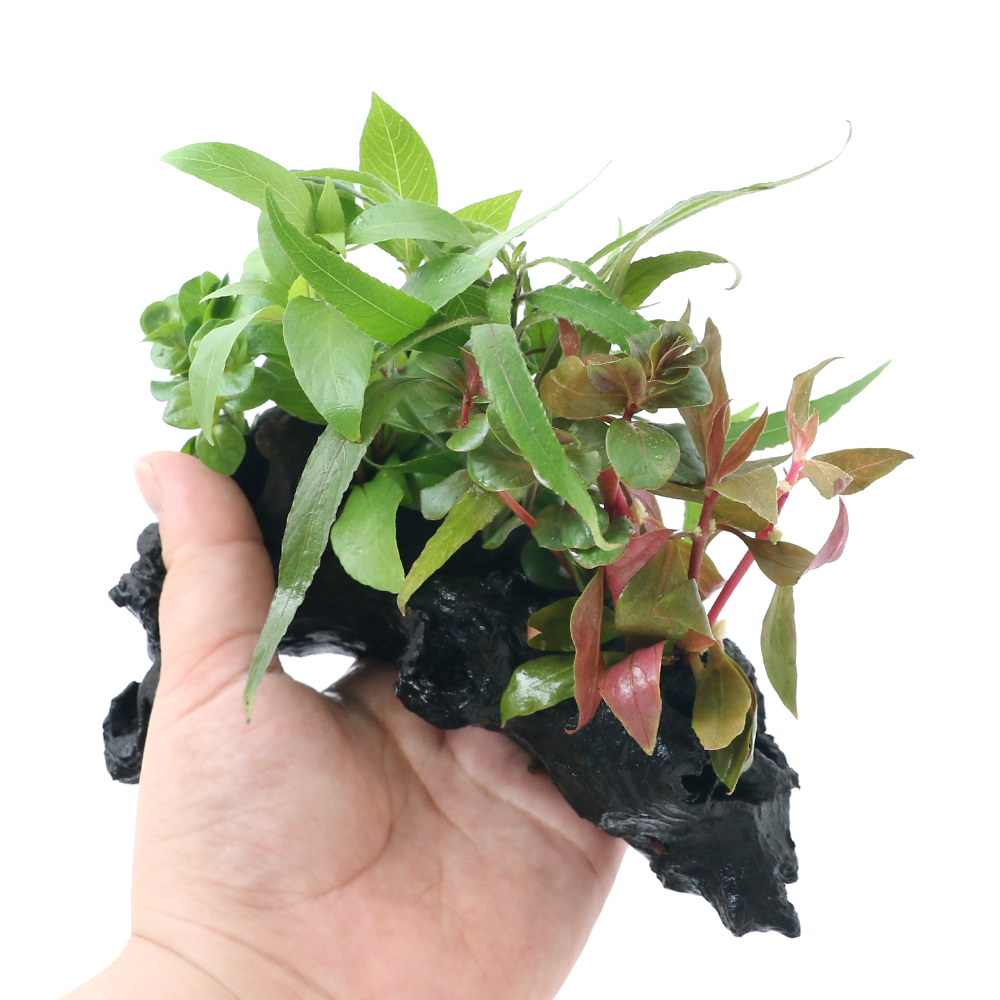 水草⭐︎様 リクエスト 4点 まとめ商品 楽天市場】GEX 小さな和の庭 土管M 人工流木 水槽用オブジェ