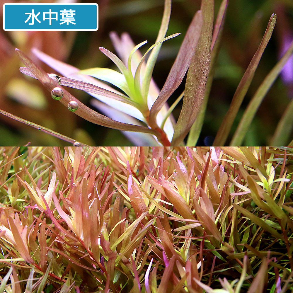 62 Off 水草 ロタラｓｐ コントム産 水上葉 無農薬 １０本 Toyama Nozai Co Jp
