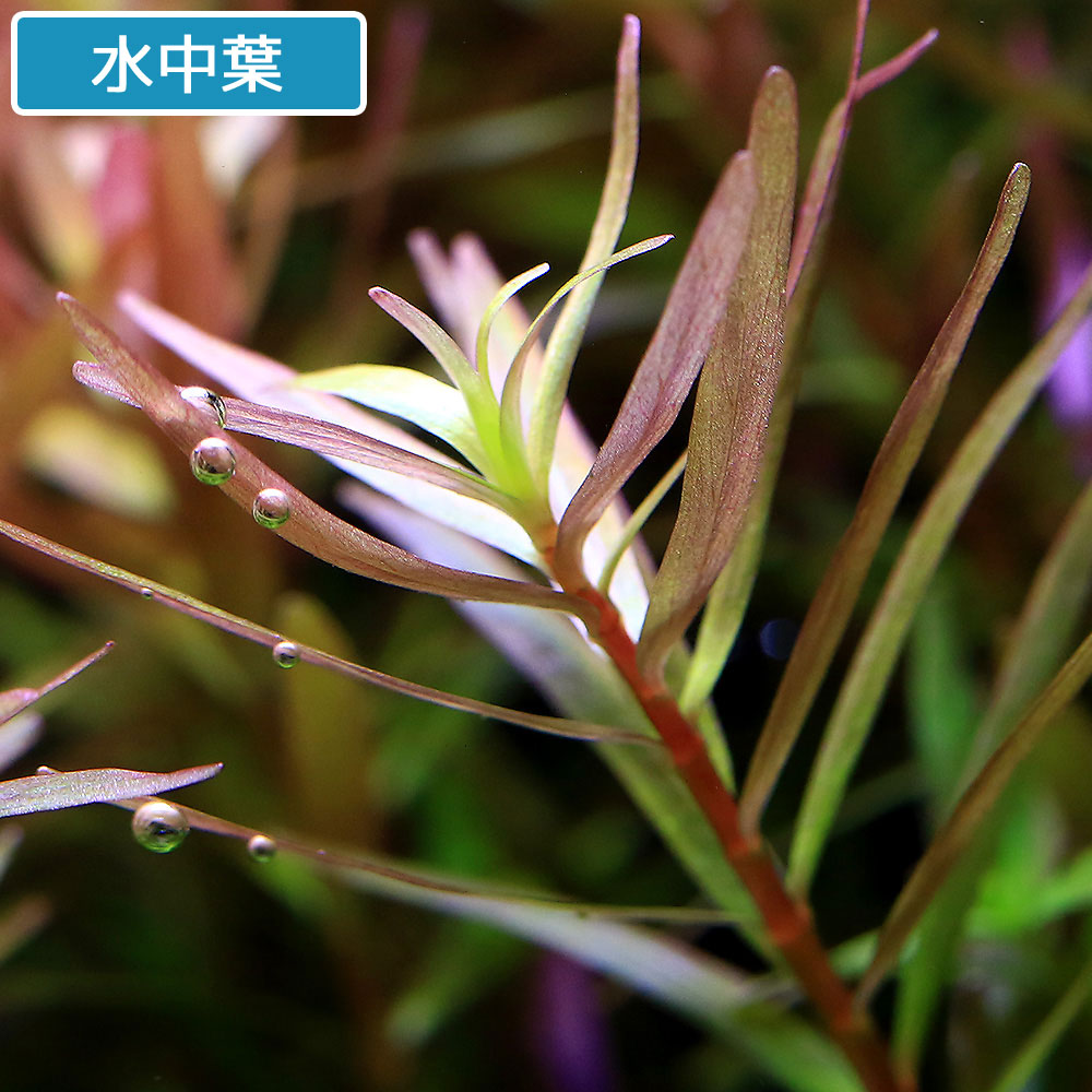62 Off 水草 ロタラｓｐ コントム産 水上葉 無農薬 １０本 Toyama Nozai Co Jp