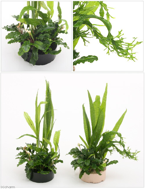 お取り寄せ】 水草 ハニカムシェルター 寄せ植えミックス Ｖｅｒ．ブセファランドラ ミクロ １個 水上葉 qdtek.vn