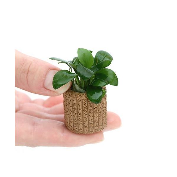 【速達】ジャイアント南米モス活着 アヌビアスボンサイ付き流木15cm Amazon.co.jp: （水草）アヌビアスナナ付 流木＋ウィローモス