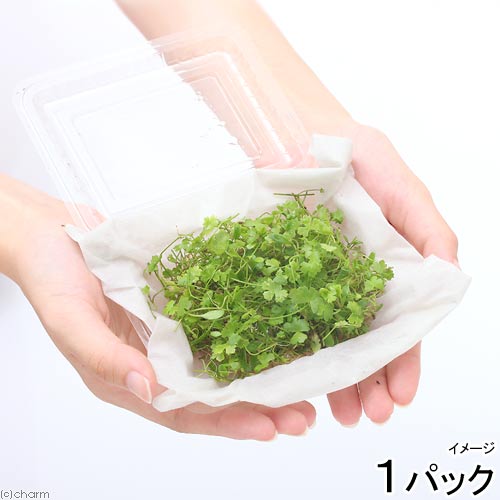 （水草）前景草ミックスシート（水上葉）（無農薬）（１パック）