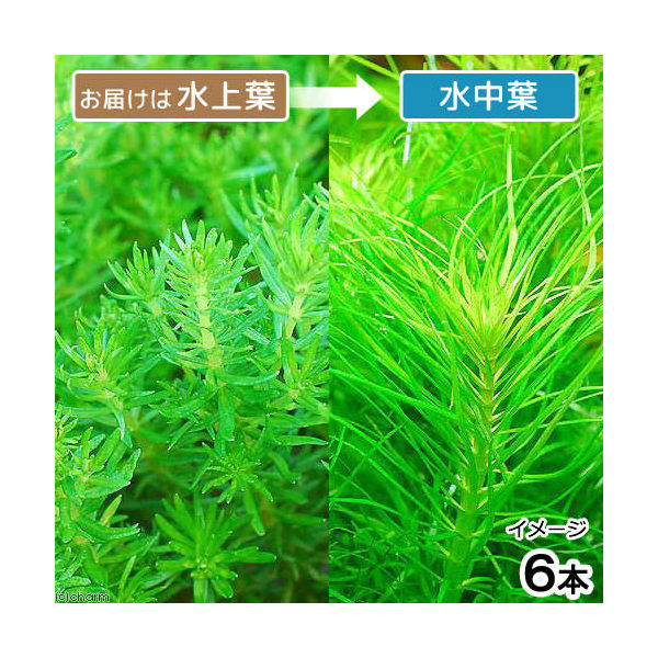 楽天市場 水草 ポゴステモン デカネンシス 水上葉 無農薬 ６本 Charm 楽天市場店