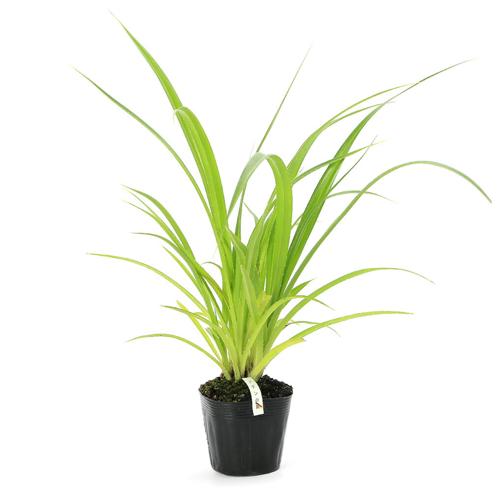 楽天市場】（観葉植物）タビビトノキ 旅人の木 オオギバショウ 3〜4