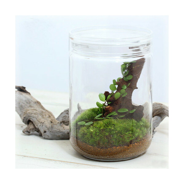 楽天市場】（観葉植物）苔テラリウム 小さな牧場 牛 ガラス