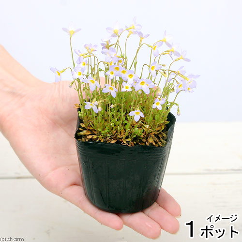 楽天市場】（山野草）斑入りマルバマンネングサ（斑入り丸葉万年