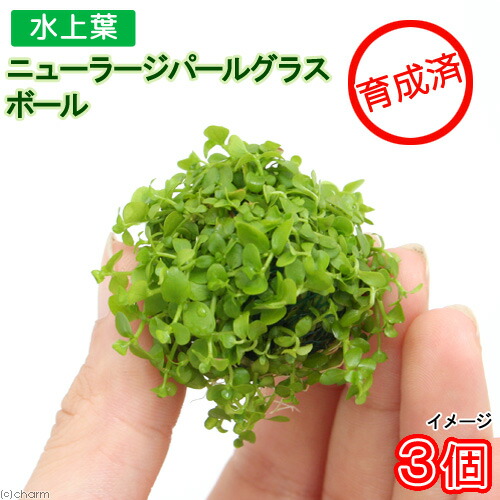 日本の水草　エゾベニヒツジグサ 楽天市場】（ビオトープ）睡蓮 エゾベニヒツジグサ（1ポット）浮葉