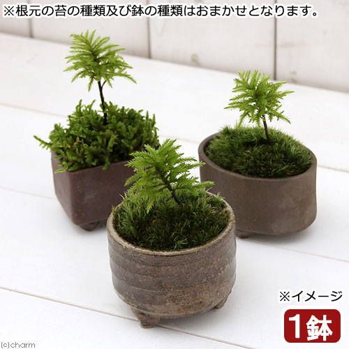 楽天市場 盆栽 苔盆栽 益子焼鉢植え コウヤノマンネングサ 鉢おまかせ １鉢 Charm 楽天市場店