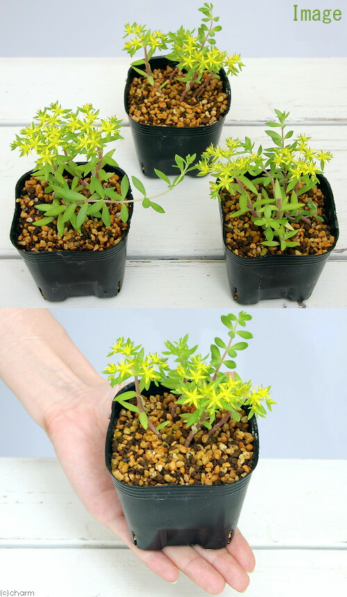 楽天市場 山野草 ツルマンネングサ 蔓万年草 ３号 １ポット Charm 楽天市場店