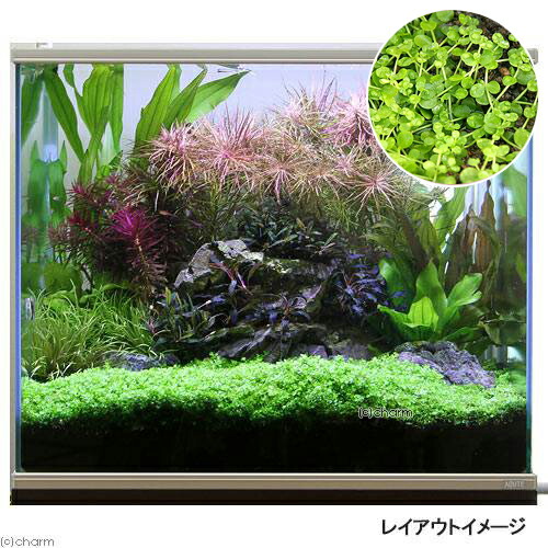 水草 巻きたて ニューラージパールグラス ロックウール付