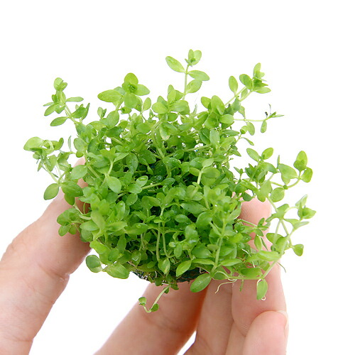 楽天市場】（ビオトープ）睡蓮 エゾベニヒツジグサ（1ポット）浮葉