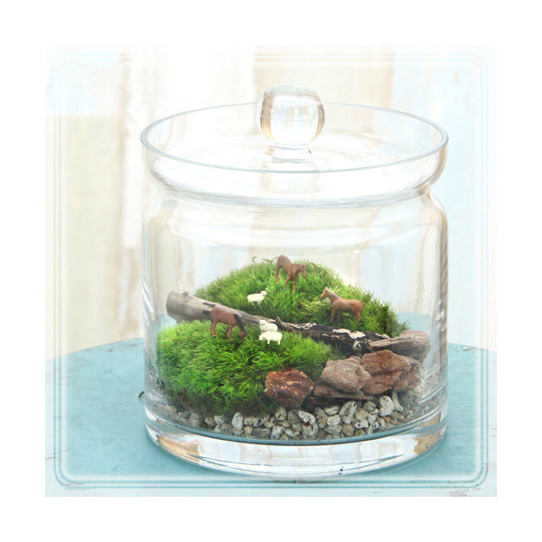 楽天市場 観葉植物 苔ｔｅｒｒａｒｉｕｍ 大きな牧場 馬 羊 ガラスポットｌ 説明書付 Charm 楽天市場店