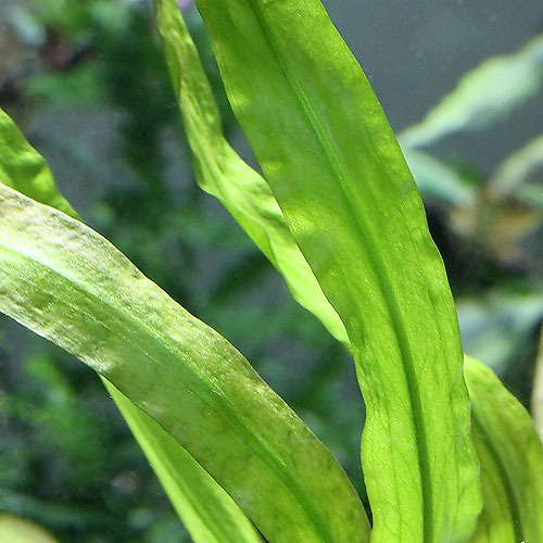 楽天市場 水草 クリプトコリネ スピラリス イェルナークラム 無農薬 １株 Charm 楽天市場店