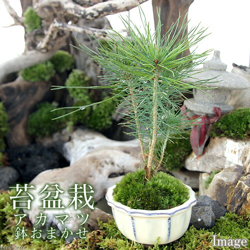 楽天市場】（山野草）盆栽 和盆栽 ミニ樹木苗 鉢おまかせ（1鉢