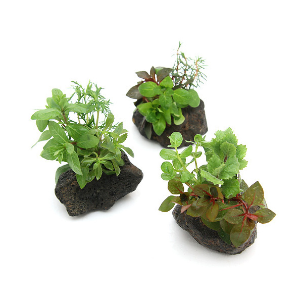 楽天市場 水草 ミニサイズ ｐｌａｎｔｓ ａｒｒａｎｇｅｍｅｎｔ ザ ボンサイ 無農薬 １個 Charm 楽天市場店