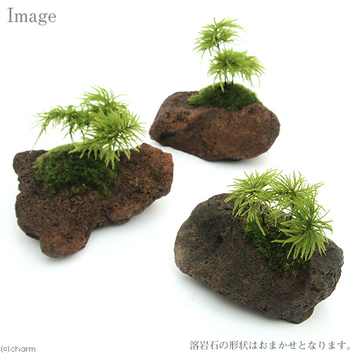 楽天市場 盆栽 苔盆栽 コウヤノマンネングサ 溶岩石鉢植え ヤマゴケ １鉢 Charm 楽天市場店