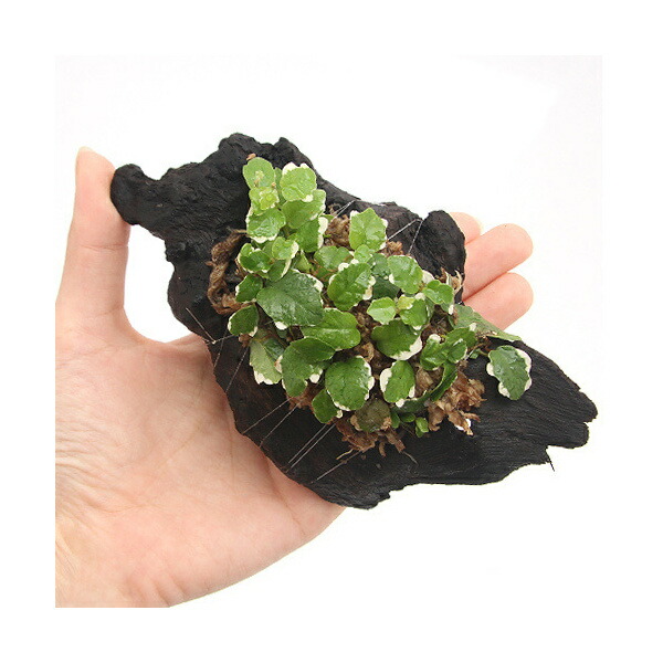 観葉植物 置くだけ簡単ビバリウム 巻きたて ツタ付流木 サイズ 約 本 Educaps Com Br