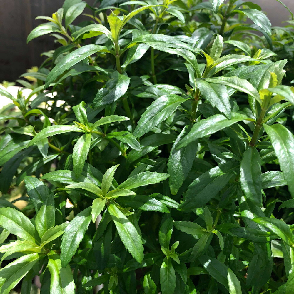 楽天市場】（水草）ポゴステモン メンメン（水中葉）（無農薬