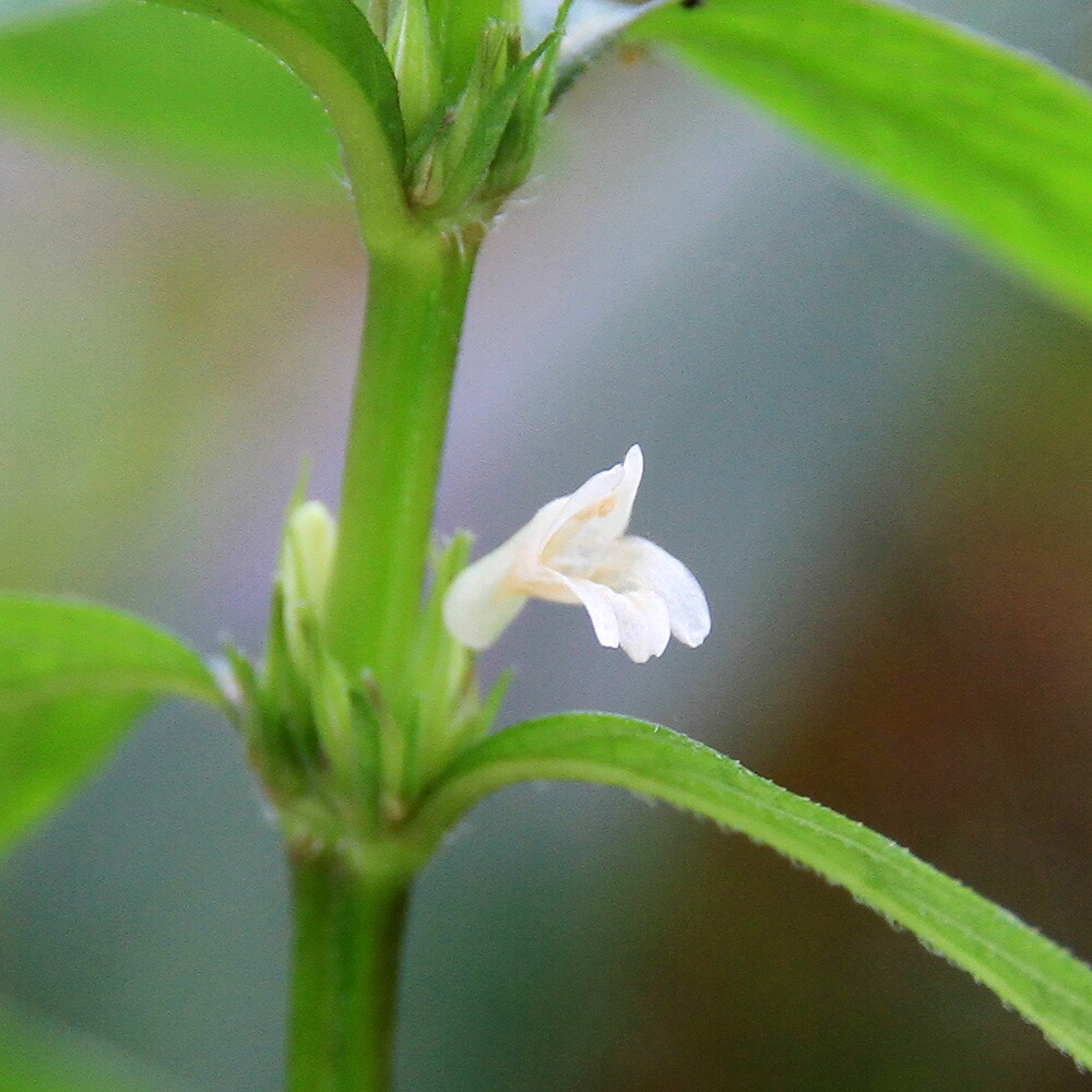 261円 人気 おすすめ 水草 ボーグ ハイグロ 水上葉 無農薬 １０本