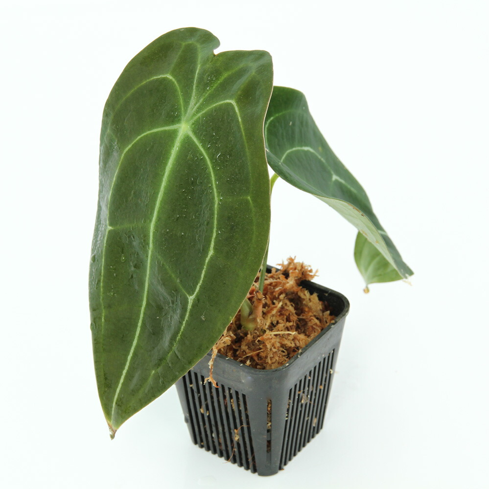 完成品 テラリウム 一点物 原種アンスリウム フォルゲッティ ４３２３４７ １鉢 沖縄別途送料 Fucoa Cl