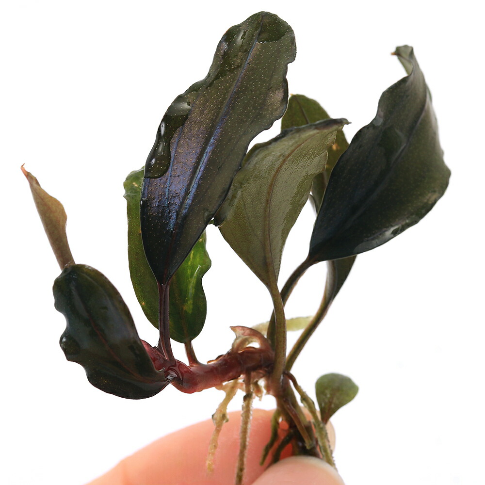 楽天市場】（水草）ブセファランドラ ソルディデュラ ブルー（トロピカ