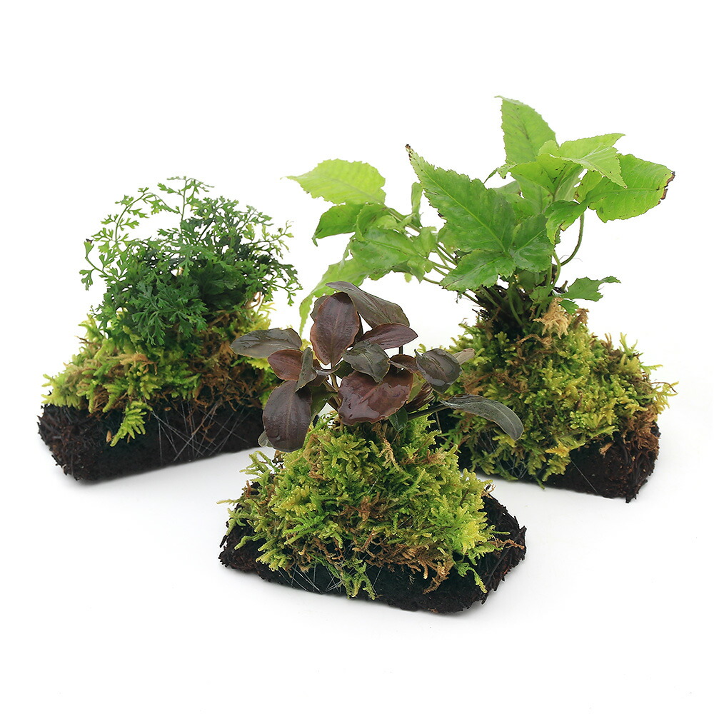 楽天市場】爬虫類ケージ GEX レプテリア クリアネオフィット 180