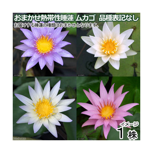 楽天市場 ビオトープ 睡蓮 株売り おまかせ熱帯性睡蓮 スイレン ムカゴ 品種表記なし １株 Charm 楽天市場店