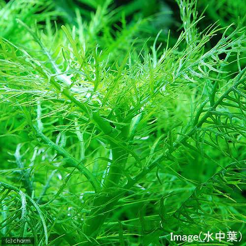 水草 マルチリングブラック ハイグロフィラ 黒