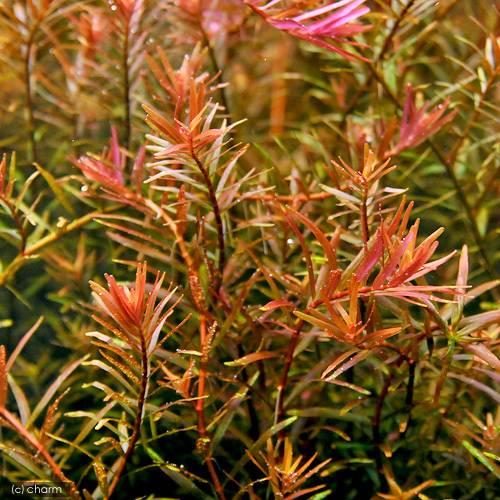 楽天市場 水草 マルチリングブラック 黒 ロタラロトンディフォリア ベトナム ｇｉａｌａｉ産 水上葉 無農薬 ２個 Charm 楽天市場店