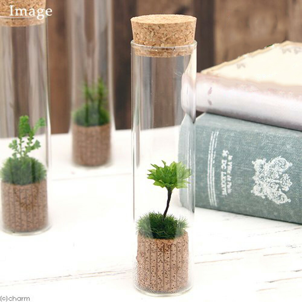 楽天市場 観葉植物 苔ｔｅｒｒａｒｉｕｍ オオカサゴケ スリムガラス 説明書付 Charm 楽天市場店