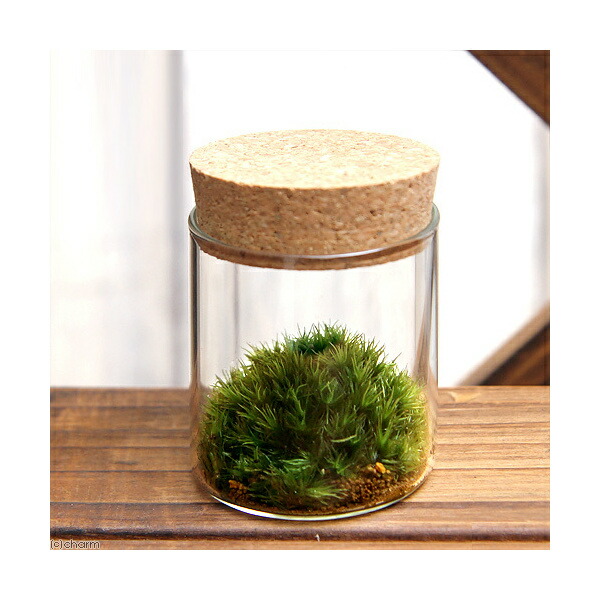 ハオルチア プペスケンス 3点セット 楽天市場】多肉植物：ハオルチア プベスケンス*幅4.5cm : 遊恵