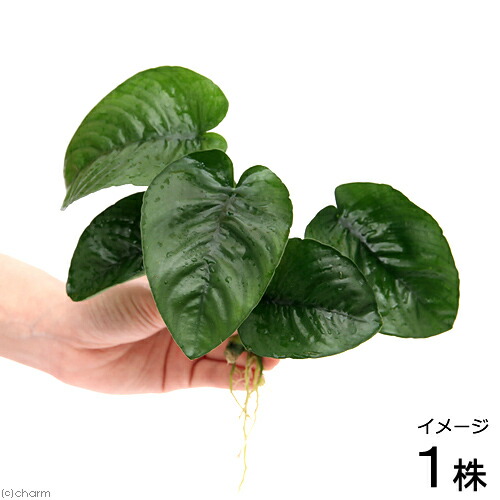 楽天市場】（水草）ブセファランドラsp．クアラクアヤン1（無