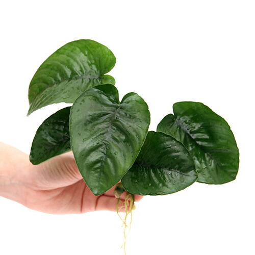 （水草）アヌビアス　バルテリー　バタフライ（約１８ｃｍ～２５ｃｍ）（３株）