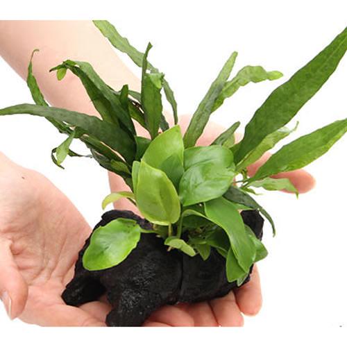 楽天市場】（水草）ミクロソリウム プテロプス ソードリーフ ボード S