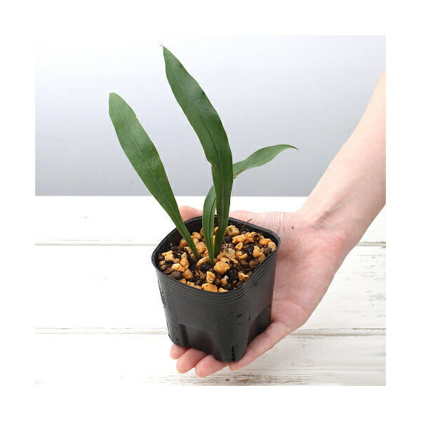 山野草、 [ タチデンダ、ヤシャビシャク、キブシ ] ３種 四季の山野草（ヒマラヤキブシ）