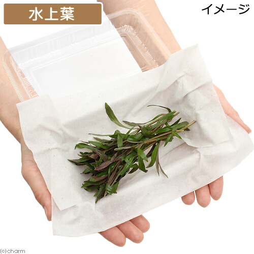 楽天市場 水草 ポゴステモンsp オクトパス 水上葉 無農薬 10本 Charm 楽天市場店 楽天市場 水草 ポゴステモンsp オクトパス 水上葉 無農薬 10本 Charm 楽天市場店
