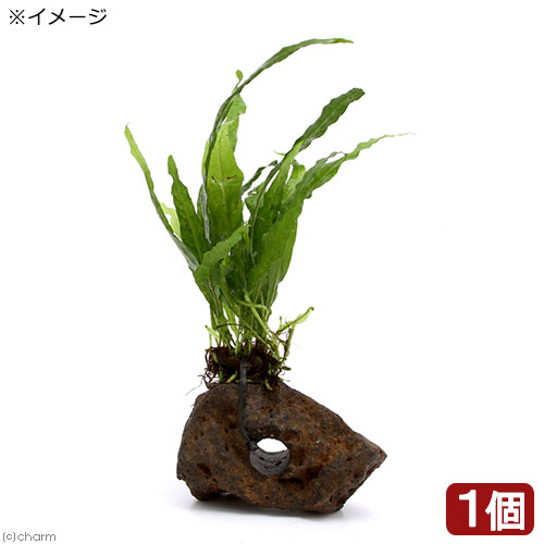 楽天市場 水草 ミクロソリウム プテロプスsp ソフトリーフ インボイス 付 穴あき溶岩石 1個 Charm 楽天市場店 楽天市場 水草 ミクロソリウム プテロプスsp ソフトリーフ インボイス 付 穴あき溶岩石 1個 Charm 楽天市場店