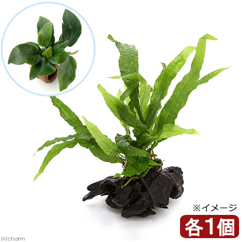 楽天市場】（水草）ミクロソリウム プテロプス ソードリーフ ボード S