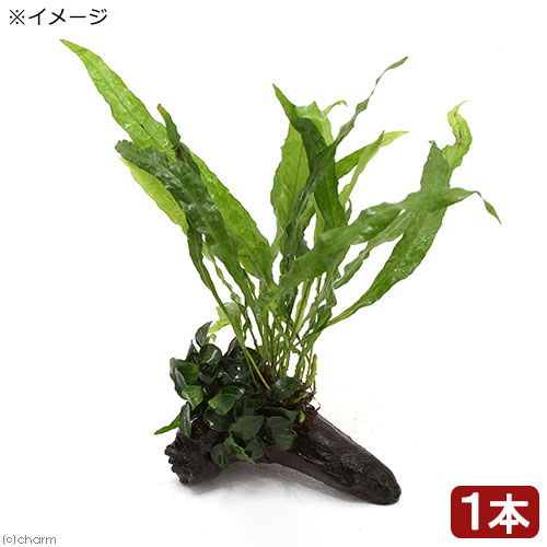 流木付き　ミクロソリウム・プテロプス・ソードリーフ 楽天市場】（水草）ミクロソリウム プテロプス ソードリーフ（1