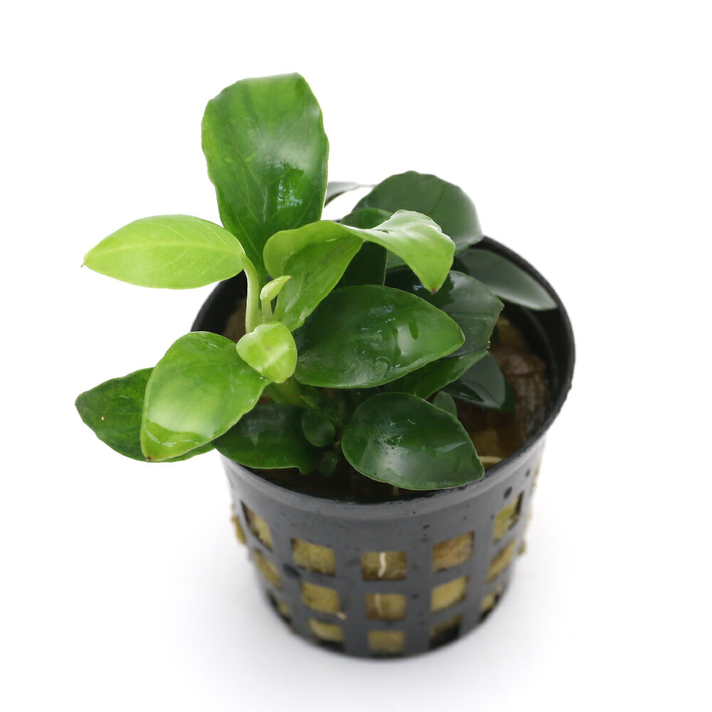 楽天市場 水草 アヌビアスナナ プチ ３ポット分 Charm 楽天市場店