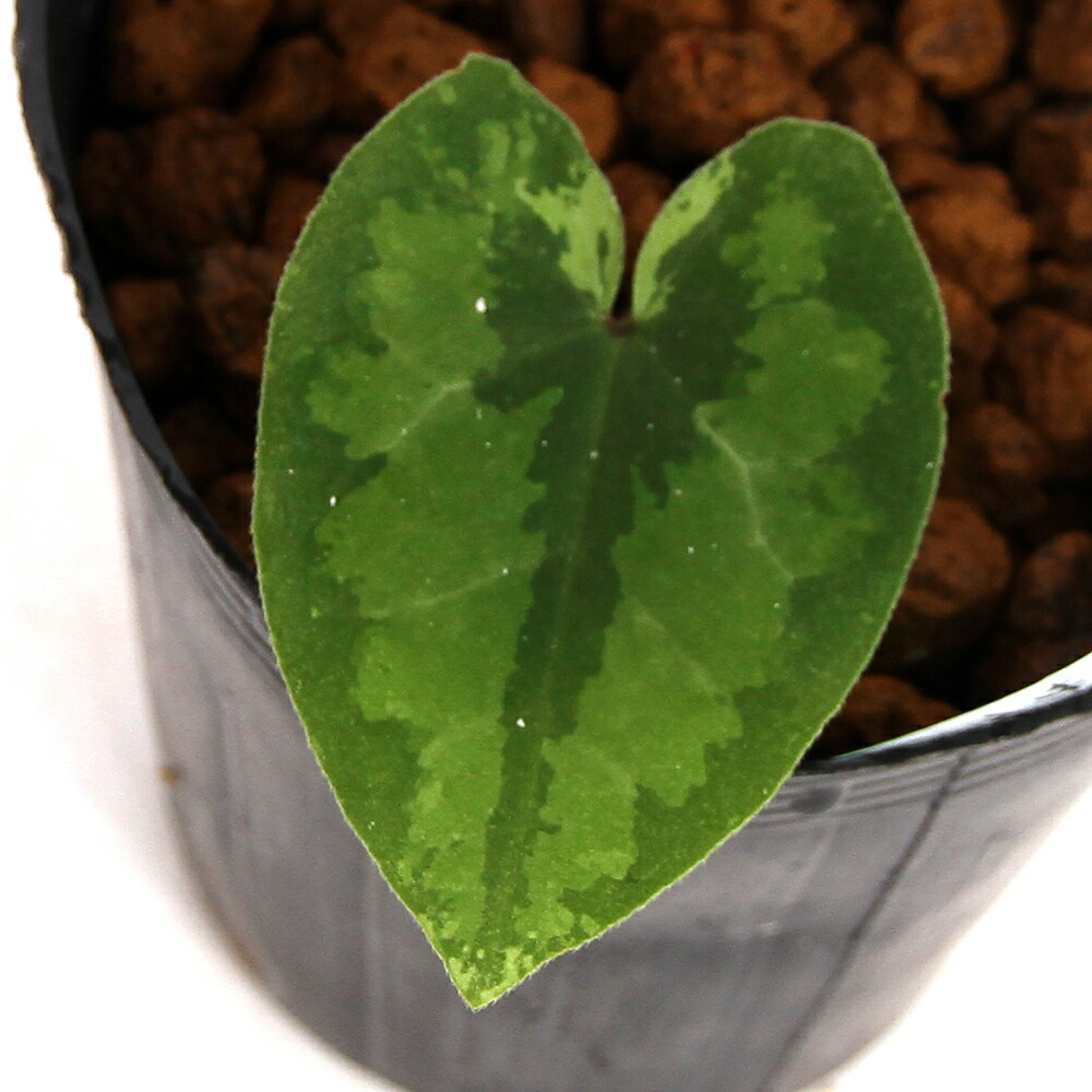 楽天市場】（山野草）カンアオイ（寒葵）下花サイシン（下花細辛）3号