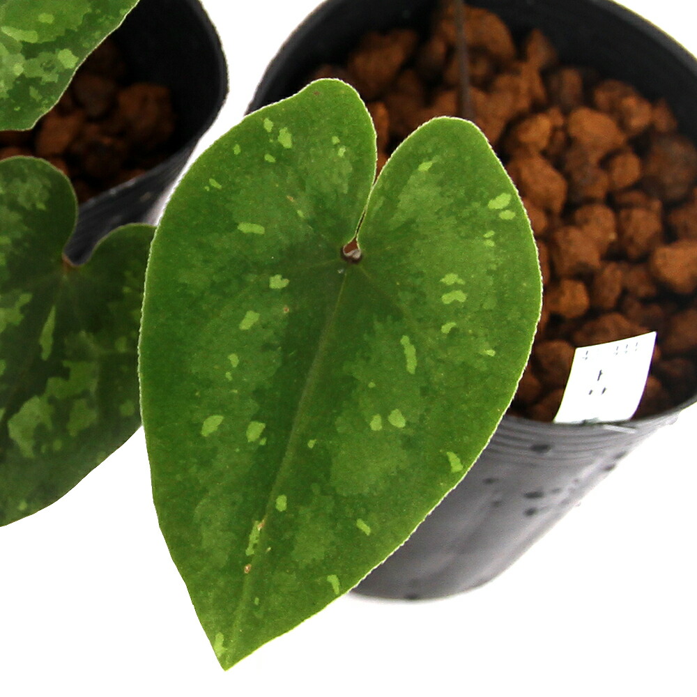 楽天市場】（山野草）カンアオイ（寒葵）タマノカンアオイ（多摩之寒葵