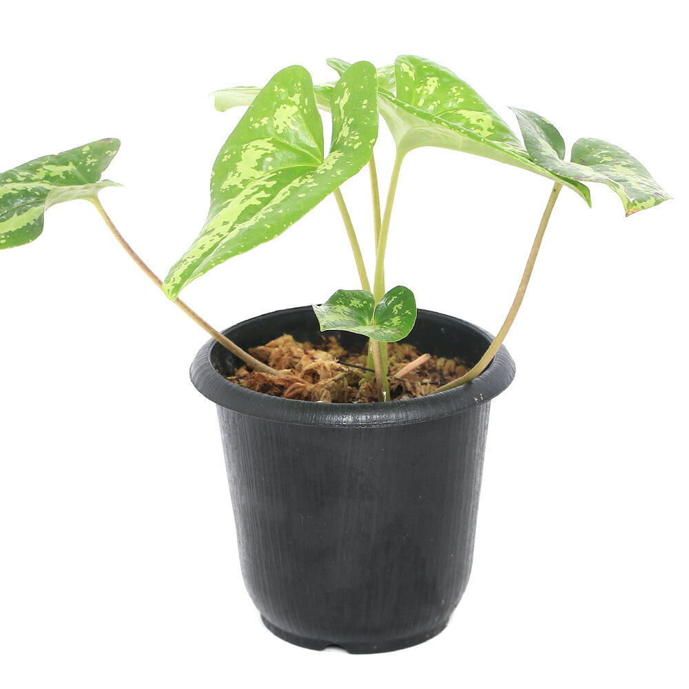 楽天市場】（山野草）カンアオイ（寒葵）タマノカンアオイ（多摩之寒葵