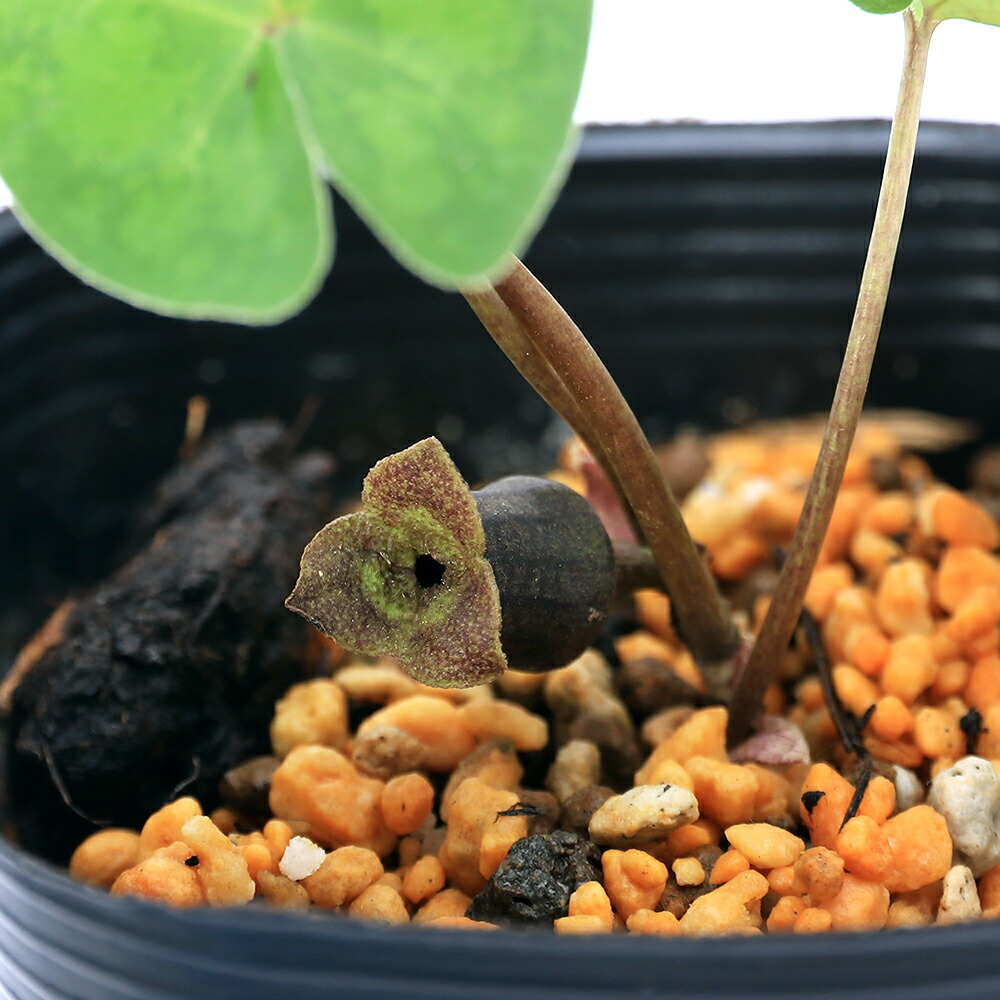 楽天市場】(山野草)カンアオイ(寒葵)下花サイシン(下花細辛)3号 楽天市場】(山野草)カンアオイ(寒葵)下花サイシン(下花細辛)3号