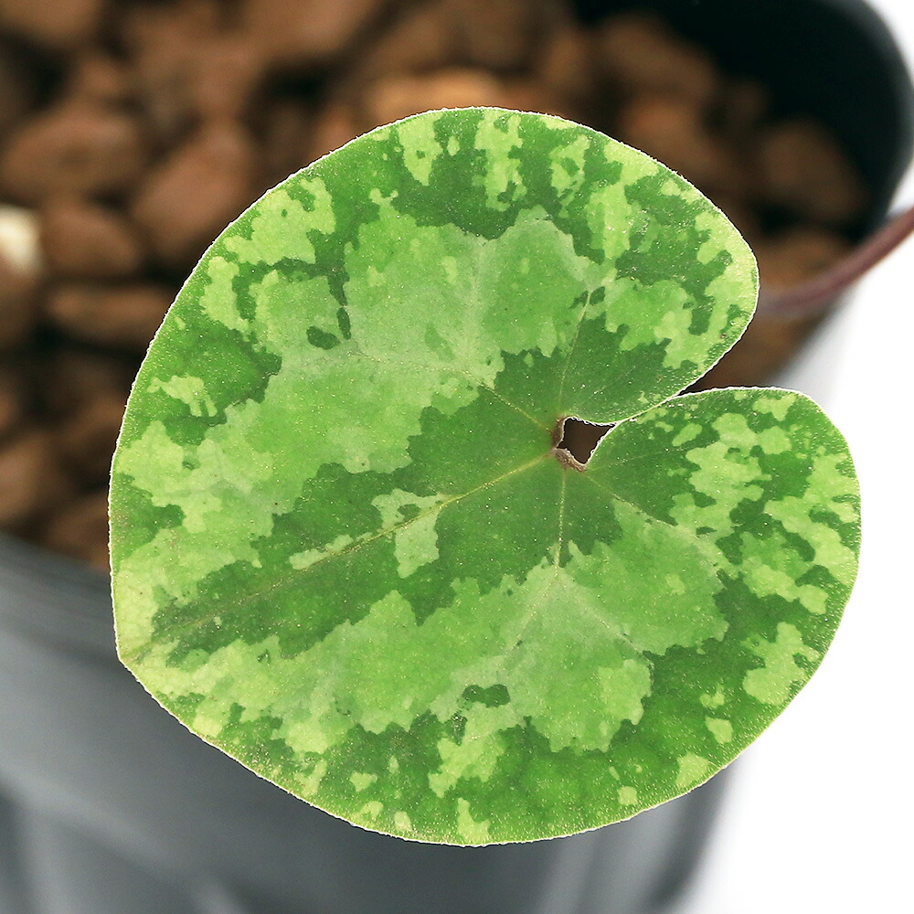 楽天市場】（山野草）カンアオイ（寒葵）品種系細辛 品種おまかせ 品種