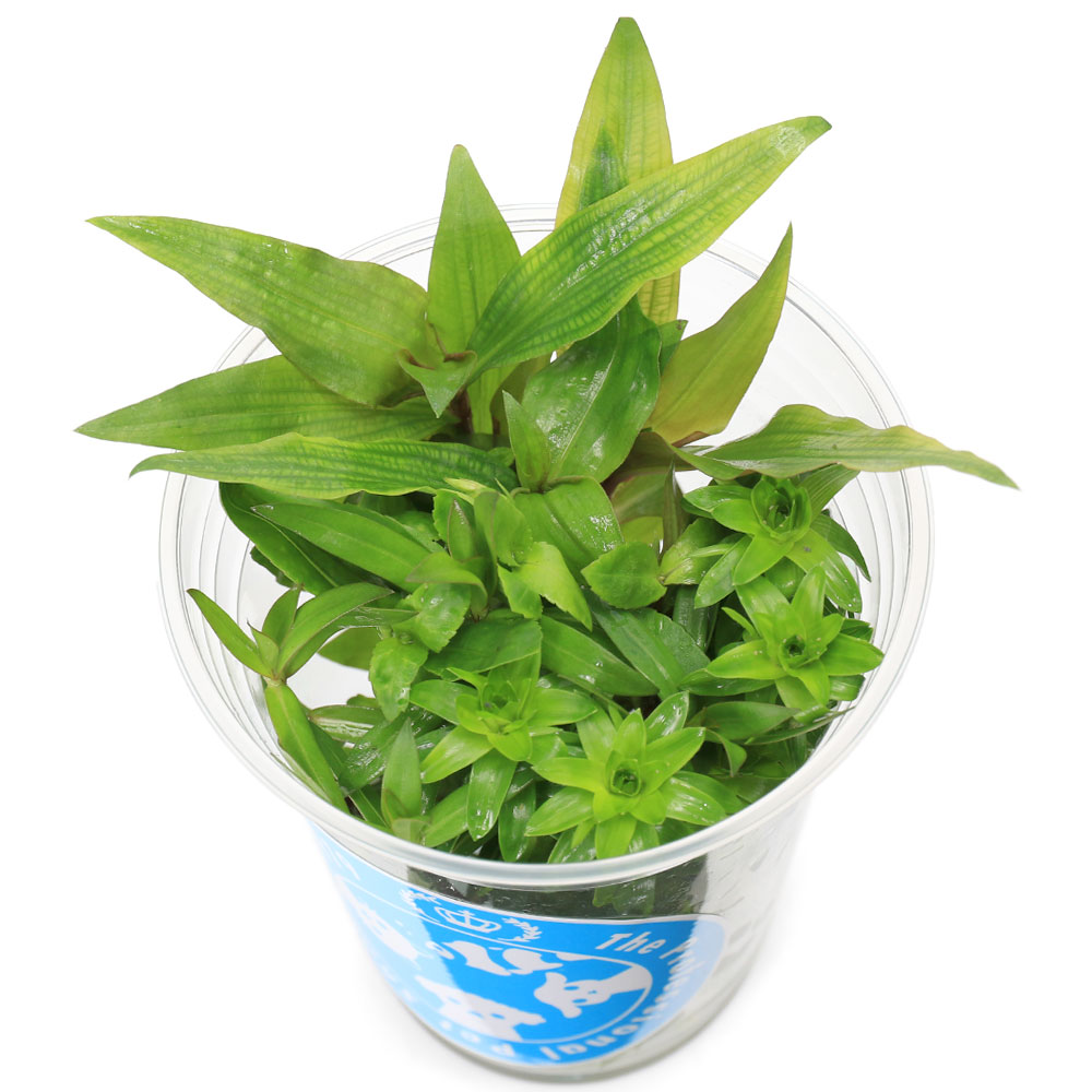 楽天市場】（水草）イキイキカップ入り水草 小型水槽向き水草