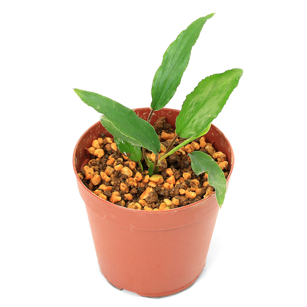 ウォーターガーデニングをはじめませんか？ 観葉植物-花・観葉植物-花・ガーデン・DIY