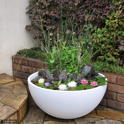 楽天市場】（大型）大型睡蓮鉢（メダカ鉢）超軽量タイプ ブラック