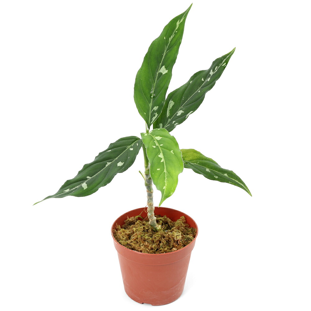 A.(Papi var×Cry marble)× (Besseae×Papi)④ Anthurium cry var & papi
