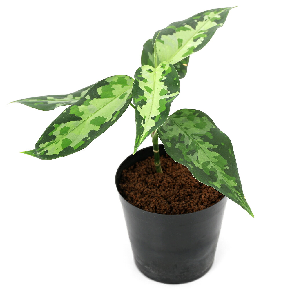 楽天市場】（テラリウム）アグラオネマ ピクタム 実生株 南スマトラ産